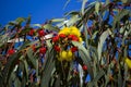 Yellow flowers of Eucalypt  erythrocorys tree in autumn. Royalty Free Stock Photo