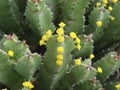 Euphorbia resinifera succulent in bloom