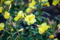 Yellow flowers of evening primrose in the garden Royalty Free Stock Photo