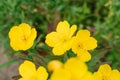 Yellow flowers of evening primrose grow in the garden in summer. Selective focus Royalty Free Stock Photo