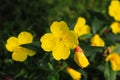 Yellow flowers of evening primrose Oenothera biennis, evening star, sundrop, suncup in the garden