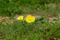 the yellow flowers of evening promise, and its leaves are on the sandbeach.