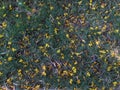 Yellow flowers falling on grasss in Singapore Botanic Garden Royalty Free Stock Photo