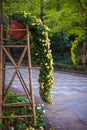 Yellow flowers falling from a pot Royalty Free Stock Photo