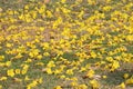 Yellow flowers falling on the road surface detail  In autumn in Thailand, copy space.  Image for natural background, Royalty Free Stock Photo