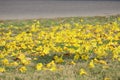 Yellow flowers falling on the road surface detail  In autumn in Thailand, copy space.  Image for natural background, Royalty Free Stock Photo