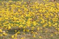 Yellow flowers falling on the road surface detail  In autumn in Thailand, copy space.  Image for natural background, Royalty Free Stock Photo