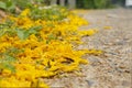 Yellow flowers falling on the road used as background