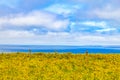Yellow Flowers in a farm feild over Cliffs of Moher Royalty Free Stock Photo