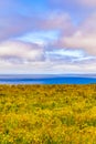 Yellow Flowers in a farm feild over Cliffs of Moher Royalty Free Stock Photo