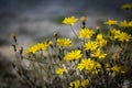 Yellow flowers.