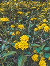 Yellow Flowers are blooming Royalty Free Stock Photo