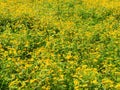 Yellow flowers in the field, agriculture of mustered oil seed in Bangladesh Royalty Free Stock Photo