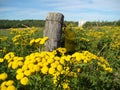 Yellow flowers in a field in Algoma Royalty Free Stock Photo