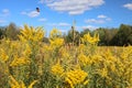 The yellow flowers in the field with a bee buzzing above. Royalty Free Stock Photo