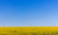 Yellow flowers field with clear blue sky and transmission lines. Rural landscape. Sunny day in fields. Vastness concept. Royalty Free Stock Photo