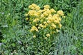 Yellow flowers in the field during the day