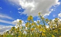 Yellow flowers in the field Royalty Free Stock Photo