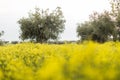 Yellow flowers field with olive trees. Spring field.