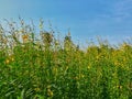 Yellow flowers field, sun hemp field, against beautiful clear blue sky Royalty Free Stock Photo