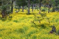 Terra del Fuego yellow flowers field in the forest Royalty Free Stock Photo