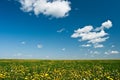 Yellow flowers filed Royalty Free Stock Photo