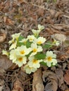 Yellow flowers of first spring primrose at the bank of mountain river under trees without leaves Royalty Free Stock Photo