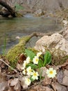 Yellow flowers of first spring primrose at the bank of mountain river under trees without leaves Royalty Free Stock Photo