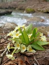 Yellow flowers of first spring primrose at the bank of mountain river under trees without leaves Royalty Free Stock Photo