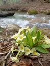 Yellow flowers of first spring primrose at the bank of mountain river under trees without leaves Royalty Free Stock Photo