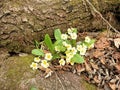 Yellow flowers of first spring primrose at the bank of mountain river under trees without leaves Royalty Free Stock Photo