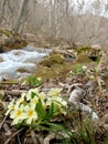 Yellow flowers of first spring primrose at the bank of mountain river under trees without leaves Royalty Free Stock Photo