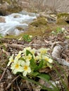 Yellow flowers of first spring primrose at the bank of mountain river under trees without leaves Royalty Free Stock Photo