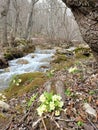 Yellow flowers of first spring primrose at the bank of mountain river under trees without leaves Royalty Free Stock Photo