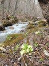 Yellow flowers of first spring primrose at the bank of mountain river under trees without leaves Royalty Free Stock Photo