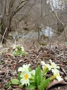 Yellow flowers of first spring primrose at the bank of mountain river under trees without leaves Royalty Free Stock Photo
