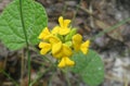 Yellow flowers in Florida wild, closeup Royalty Free Stock Photo