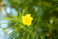 Yellow Flowers Royalty Free Stock Photo