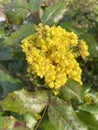 Flowering shrub from Oregon grapes or Mahonia . Yellow flowers.