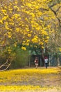 Yellow flowers, flowers. Royalty Free Stock Photo