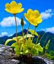 Yellow flowers, flowers, rocks, flowers born on rocks