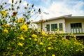 Yellow flowers foreground with beautiful home behind and blue sky in the top Royalty Free Stock Photo