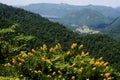 Yellow flowers with a forest background