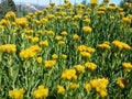 Yellow flowers in the forest.