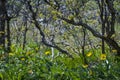 The yellow flowers on the forest floor