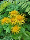 Yellow flowers in the forest Royalty Free Stock Photo