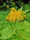 Yellow flowers in the forest Royalty Free Stock Photo