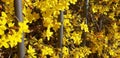 Panorama of yellow flowers Forsythia Royalty Free Stock Photo