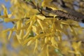 Yellow flowers