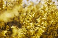 Yellow flowers of forsythia, yellow bush blossom in spring